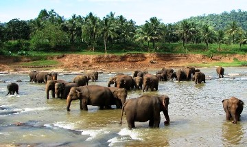 10 Days - Sri Lanka Culture Tour Package